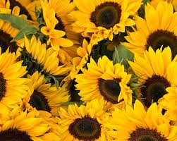 With literally hundreds of thousands to once tall enough to cut, bring them inside and you'll notice a light scent that some say is reminiscent of apples. Sunflower Varieties Growing For Seeds And Cut Flowers