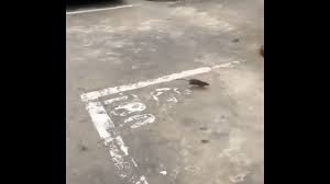 Kedi Kovalayan Cilgin Fare Komik Video In 2020