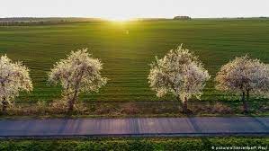 Самые новые твиты от spring framework (@springframework): Spring Blossoms In Germany All Media Content Dw 26 03 2021