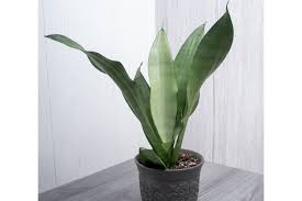 Image result for Sansevieria metallica