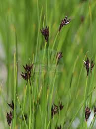 Image result for Juncaceae