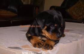 See the breed standard is there for the better good of the breed to help keep your rottweiler health and free from defects. Massive Rottweiler Puppy Available For Sale Bangalore Karnataka