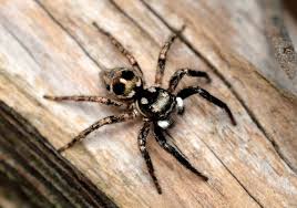 Black And White Jumping Spider Texas Twinflagged Jumping Spider Invertebrates Of Central Texas Inaturalist Org Jumping Spider Pet Spider Spider