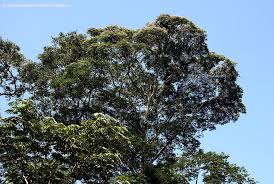 Image result for Tessmannia