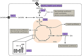 Frontiers Actionable Metabolic Pathways In Heart Failure And Cancer Lessons From Cancer Cell Metabolism Cardiovascular Medicine