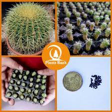 You can sow golden barrel cactus seeds outdoors in warm climates, but sowing them indoors is easier and will result in a higher germination rate. Golden Barrel Cactus Echinocactus Grusonii 50 10000 Quality Seeds Ebay