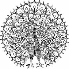 496707fd60434a25f69e702979929230 Jpg 600 597 Peacock Coloring Pages Moon Coloring Pages Animal Coloring Pages