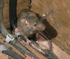Solutions Contre Les Souris En Belgique Entreprise Belge De Desinfection Et De Deratisation A Bruxelles