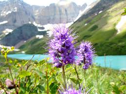 Fruit resembles grapes and are dark red or purple and ripen throughout summer. Wild For Wildflowers U S Department Of The Interior
