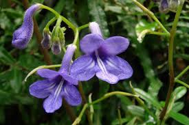 Image result for Streptocarpus glandulosissimus