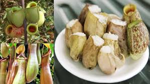 You can do the exercises online or download the worksheet as pdf. Tumbuhan Yang Diancam Kepupusan Peguam Ini Jelaskan Sebab Orang Ramai Perlu Hentikan Makan Lemang Periuk Kera