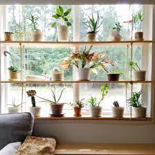 Window Plant Shelf Ideas And Inspiration Hunker Kitchen Plants Hanging Plants Window Plants