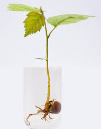 Gently push the stems through, until the stems are well immersed and supported by the film. Rooting Stem Cuttings In Water Simply Organic Turf Care