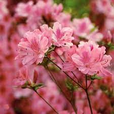 Azaleas In Pots Azaleas Azaleas Pots Azaleas Landscaping Flowering Shrubs Hybrid Tea Roses
