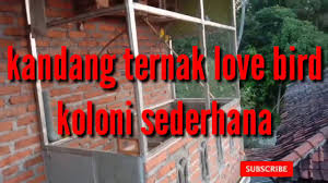 Oke kita kembali ke topik bahasan kita yaitu mengenai kandang ternak lovebird untuk koloni. Kandang Ternak Lovebird Koloni Sederhana Tapi Mewah Youtube