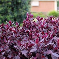 Maybe you would like to learn more about one of these? Little Ruby A Beautiful Low Growing Ground Cover Plant With Vibrant Burgundy Foliage Australian Online Nursery The Plant Hub