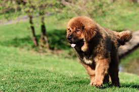 Image result for Mastiff