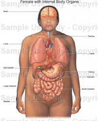 Picture female anatomy fresh from organ diagram male body fresh from body diagram of organs female , image source: Human Female Body Parts Diagram