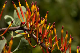 Image result for Agelanthus