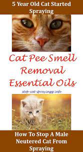 Male Cat Spraying Spray To Keep Cats Away From Christmas Tree Cat Pee Essential Oils Cat Allergy Spray Reviews Any Male Cat Spraying Cat Spray Cat Spray Smell