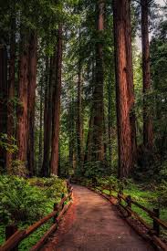 Redwood Path Nature Nature Photography Muir Woods