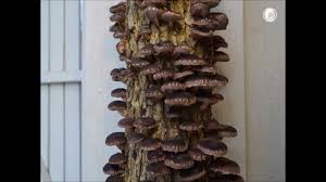 After you harvest your mushrooms from the log you are going to want to allow it to rest for 2 months without water. Log Grown Shiitake Mushrooms In Time Lapse Youtube