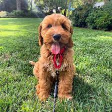 These goldendoodle puppies are 50% english golden retriever & 50% poodle. 6 Best Goldendoodle Breeders In Ohio 2021 We Love Doodles