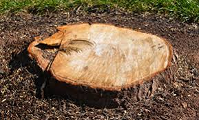 Maybe you would like to learn more about one of these? Top 7 Best Tree Removal Services In Modesto Ca Angi Angie S List