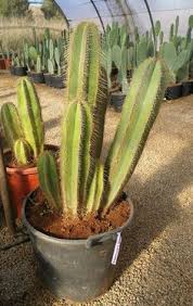 Find cactus in canada | visit kijiji classifieds to buy, sell, or trade almost anything! 900 Cacti Ideas In 2021 Plants Succulents Succulents Garden