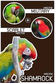 Multiple sizes and related images are all free on shamrock macaw clip art. ÙØ§Ù†ÙŠ ÙÙŠØ´ First Generation Macaw Hybrids Hybrid Macaws Facebook