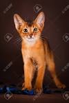 Abyssinian | Kittens for sale | Breeders | red | ruddy ...