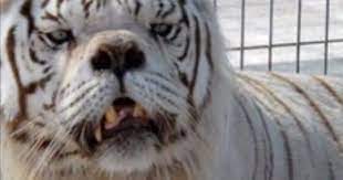 How severe or mild these problems are varies from child to child. Nein Dieser Tiger Hat Nicht Das Down Syndrom