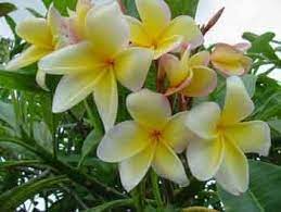 Aztecgold Plumeria Frangipani Plant Sale