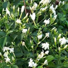 Image result for Jasminum fluminense