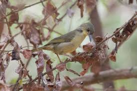 Image result for Tetracera boiviniana