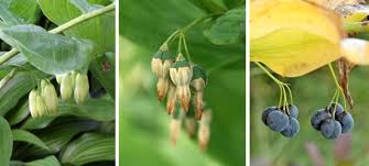 Maybe you would like to learn more about one of these? Solomon S Seal Polygonatum Spp Wisconsin Horticulture