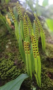 Image result for Pleopeltis