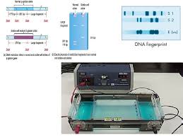 One cause of mutations is dna fails to. In O To Tr Ch What Do You