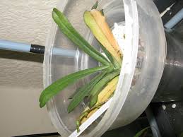 Image result for Aerangis kirkii