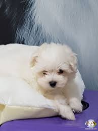 Tea Cup Maltese Terrier Yavrulari Tea Cup Maltese Terrier Yavrulari Kopek Kopekseverler Kopeksahiplendirme Kopekyavrusu Ev Kopek Evcil Hayvanlar Ayi