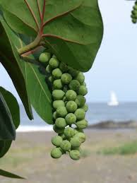 Caribfruits Raisin Des Bords De Mer Fruits Tropicaux Fruits Tropicaux Legume Exotique Fruits Exotiques