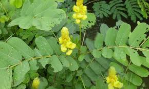 Jun 22, 2021 · daun kelor mampu atasi disfungsi ereksi, berikut manfaat lainnya bagi kesehatan selasa, 22 juni 2021 06:40 banyak manfaat didapat dari daun kelor. 20 Manfaat Daun Ketepeng Cina Untuk Wajah Mencegah Jerawat Obat Gatal Panu Berita Pertanian Mitalom