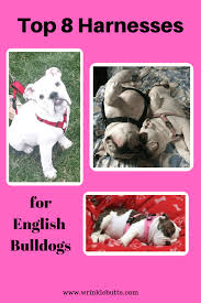 High quality bulldog harnessequipment for your dogbest pricesfast deliveryguaranteebulldog breed dog harnessbulldog harnessxxl dog harness bulldogleather dog harnessnylon dog harness. Top Reviews For Buying An English Bulldog Harness 2021