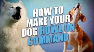 Jul 08, 2020 · basically, you will have to find a cue word and teach your dog that howling brings in a reward. How To Make A Dog Howl On Command Youtube