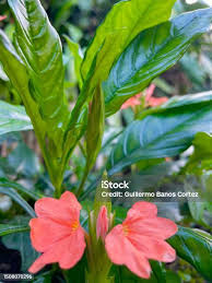 Image result for Crossandra puberula