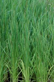Image result for Oryza longistaminata