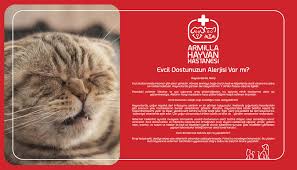 Armilla Hayvan Hastanesi 14 Photos Veterinarian Armilla Hayvan Hastanesi Bursa Bursa Province Turkey