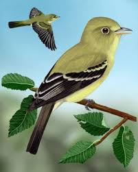 Black Bird With Bright Yellow Belly Yellow Bellied Flycatcher Flycatcher Nature Birds Bird Art