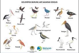 Gambar ilustrasi dengan crayon youtube.com. Inilah 20 Kelompok Burung Air Yang Menjadi Sasaran Sensus