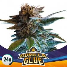 Gorilla glue gelato, also known simply as gelato glue, is an indica dominant hybrid strain (85% indica/15% sativa) created through crossing the infamous gorilla glue #4 x gelato strains. Gorilla Glue Auto Bsf Seeds Auto Gb